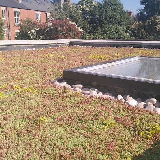 Sedum Blanket – 1m x 1m